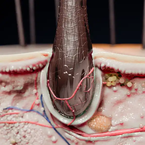 3d rendering of an hair root and skin surface